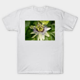 blb passion fruit T-Shirt